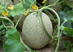 我们吃哈密瓜视频大全免费观看,视频大全带你一网打尽 第1张 我们吃哈密瓜视频大全免费观看,视频大全带你一网打尽 第1张